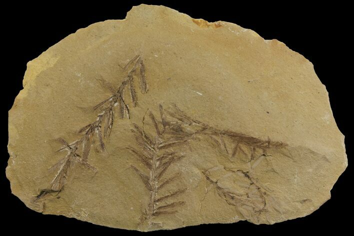 Dawn Redwood (Metasequoia) Fossils - Montana #142567